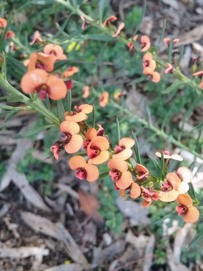 Daviesia ulicifolia Australian native plant