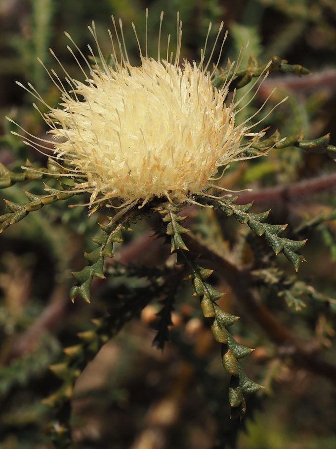 Dryandra echinata Australian native plant