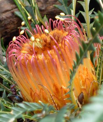 Dryandra nivea Australian native plant