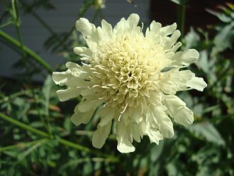 Cephalaria gigantea in 50mm Forestry Tube