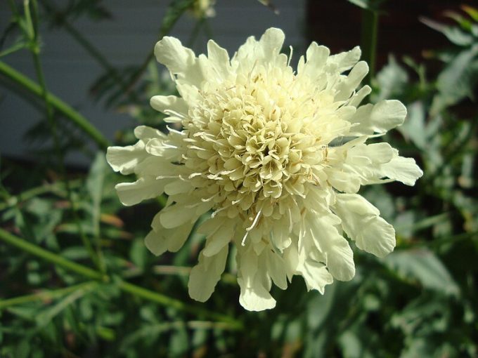 Cephalaria gigantea perennial plant