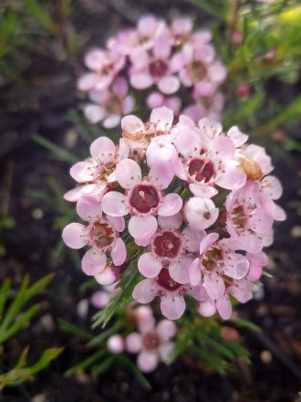 Chamelaucium uncinatum Pencil Form in 50mm Forestry Tube