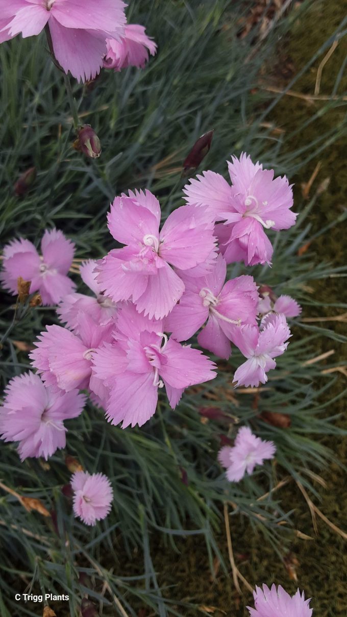 Dianthus corsicus perennial plant