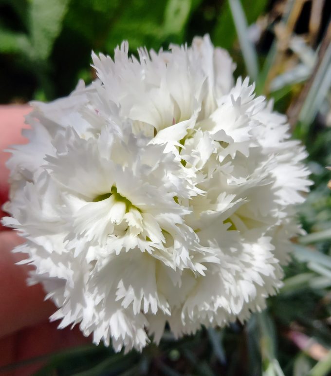 Dianthus Mrs Sinkins in 50mm Forestry Tube