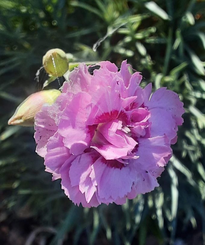 Dianthus Musk perennial plant