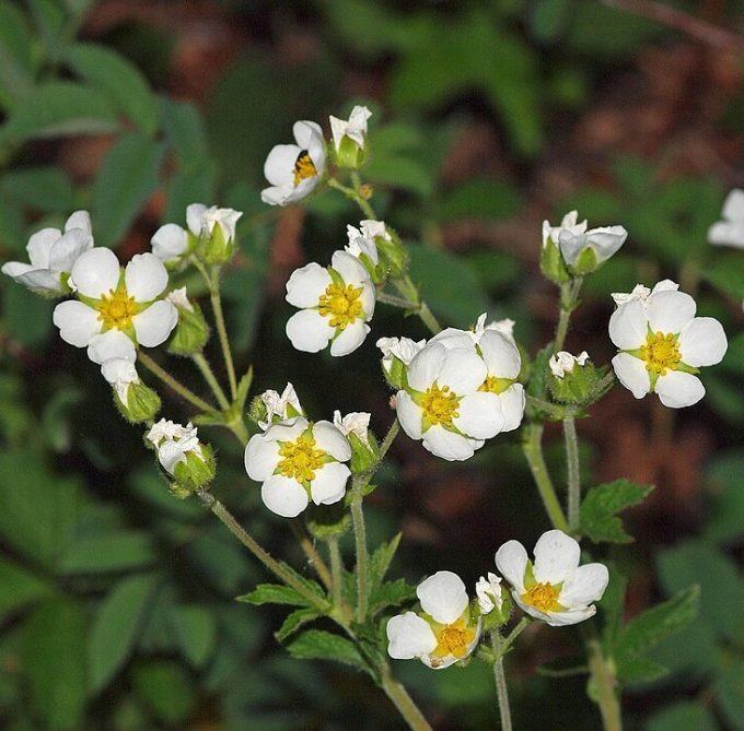 Potentilla rupestris perennial plant