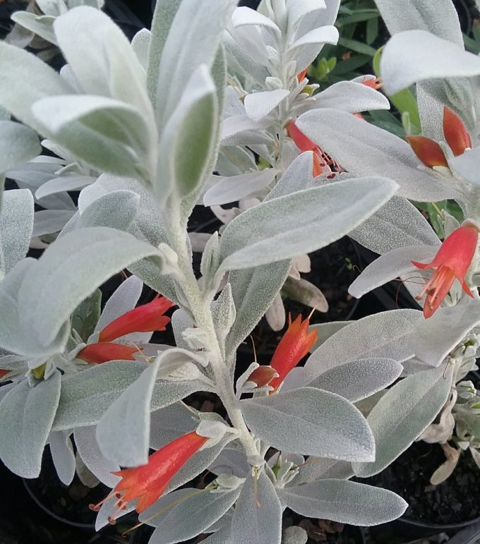 Eremophila glabra Australian native plant