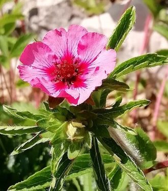 Potentilla nepalensis Miss Wilmott in 50mm forestry Tube