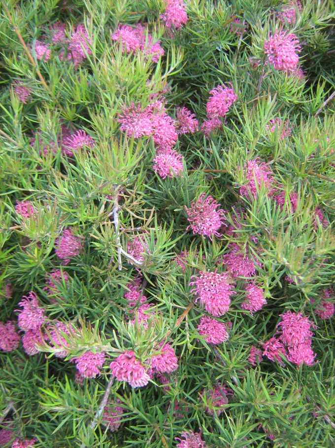 Grevillea confertifolia Australian native plant