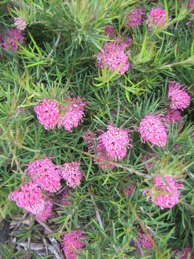 Grevillea confertifolia Australian native plant