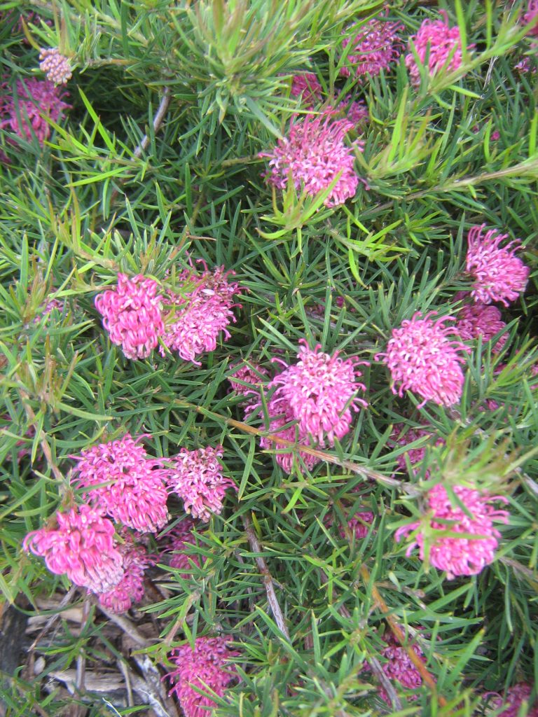 Grevillea confertifolia in 50mm Forestry Tube Trigg Plants