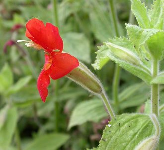 Mimulus cardinalis in 50mm Forestry Tube