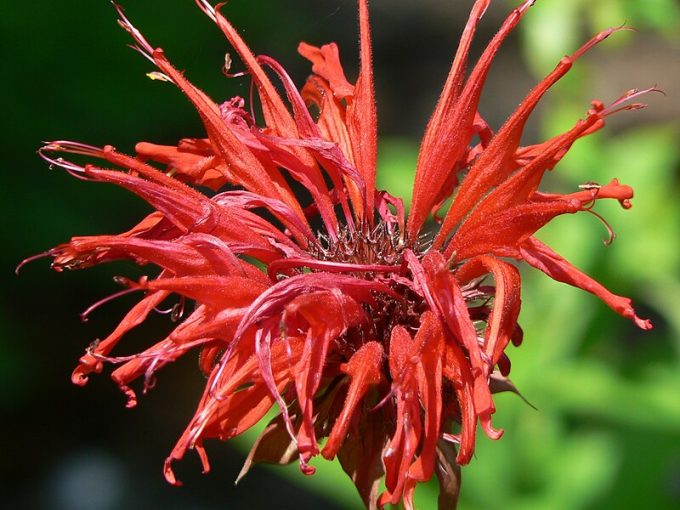 Monarda Jacob Kline perennial plant