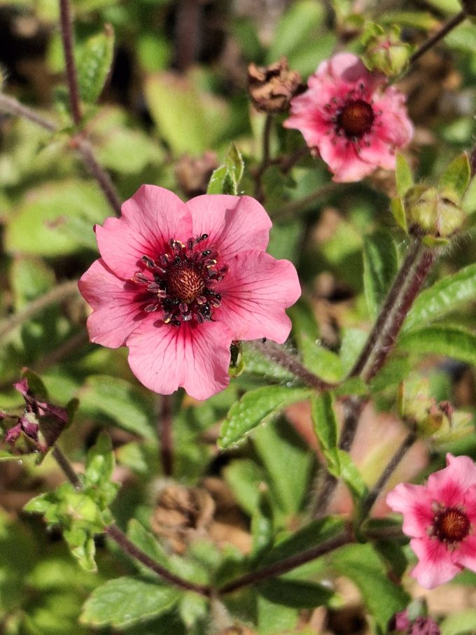 Potentilla nepalensis Miss Wilmott perennial plant