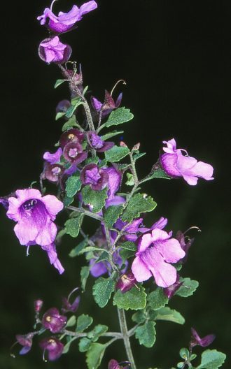 Prostanthera incisia Australian native plant