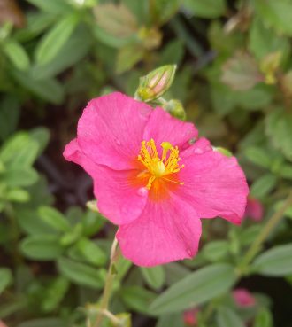 Helianthemum Cotswold Pink in 50mm Forestry Tube