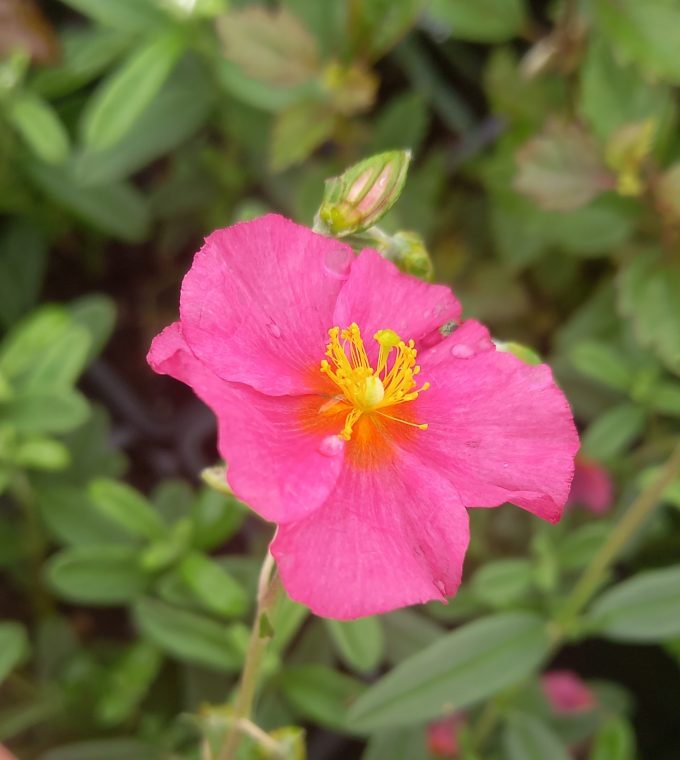 Helianthemum Cotswold Pink perennial plant