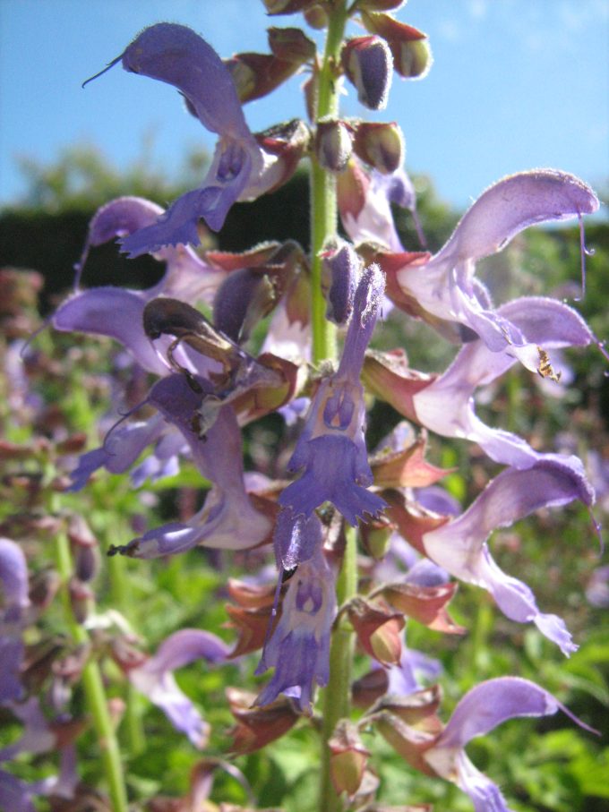 Salvia cadmica perennial plant