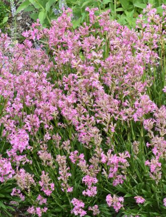 Silene mexicana in 50mm forestry tube