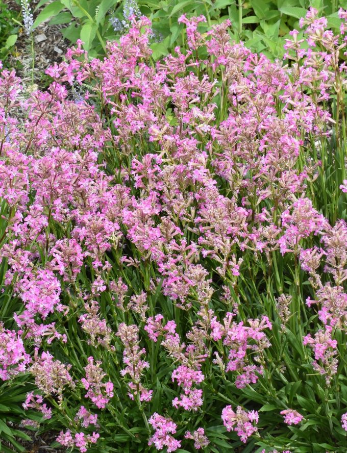 Silene mexicana perennial plant