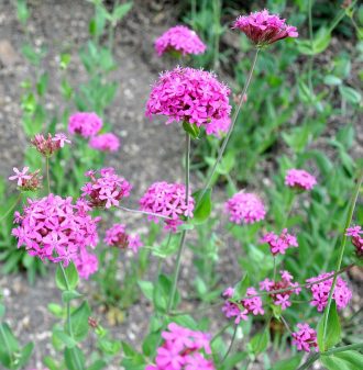 Silene compacta in 50mm forestry tube