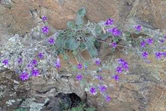 Campanula bayerniana in 50mm Forestry Tube