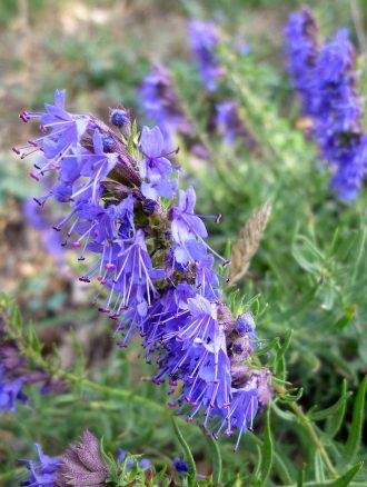 Hyssop officinalis perennial plant