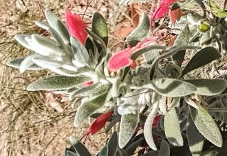 Eremophila glabra prostrate red in 50mm forestry tube