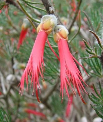 Calothamnus sanguineus Australian native plant