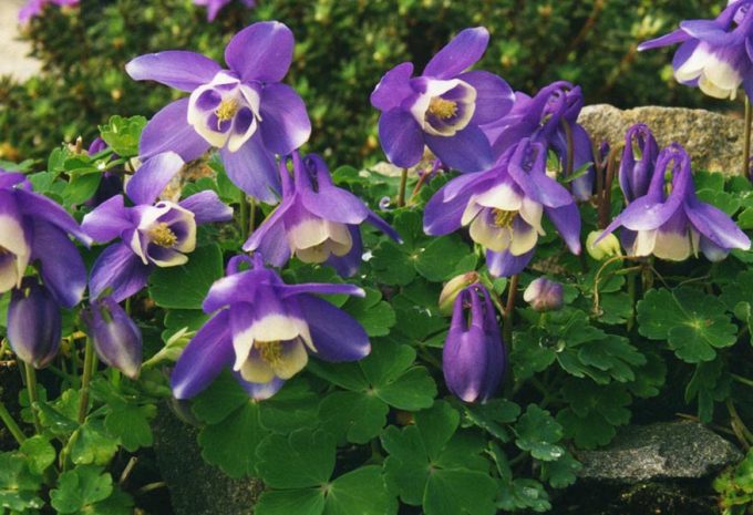 Aquilegia discolor perennial plant