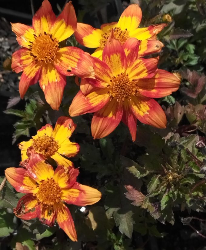 Bidens Flame perennial plant