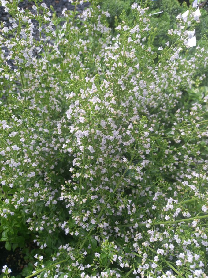 Calamintha species perennial plant