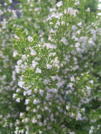 Calamintha species perennial plant