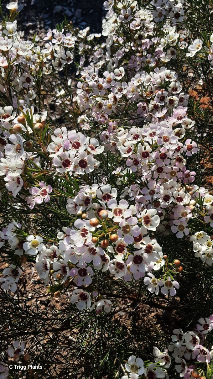 Chamelaucium uncinatum Della Australian native plant