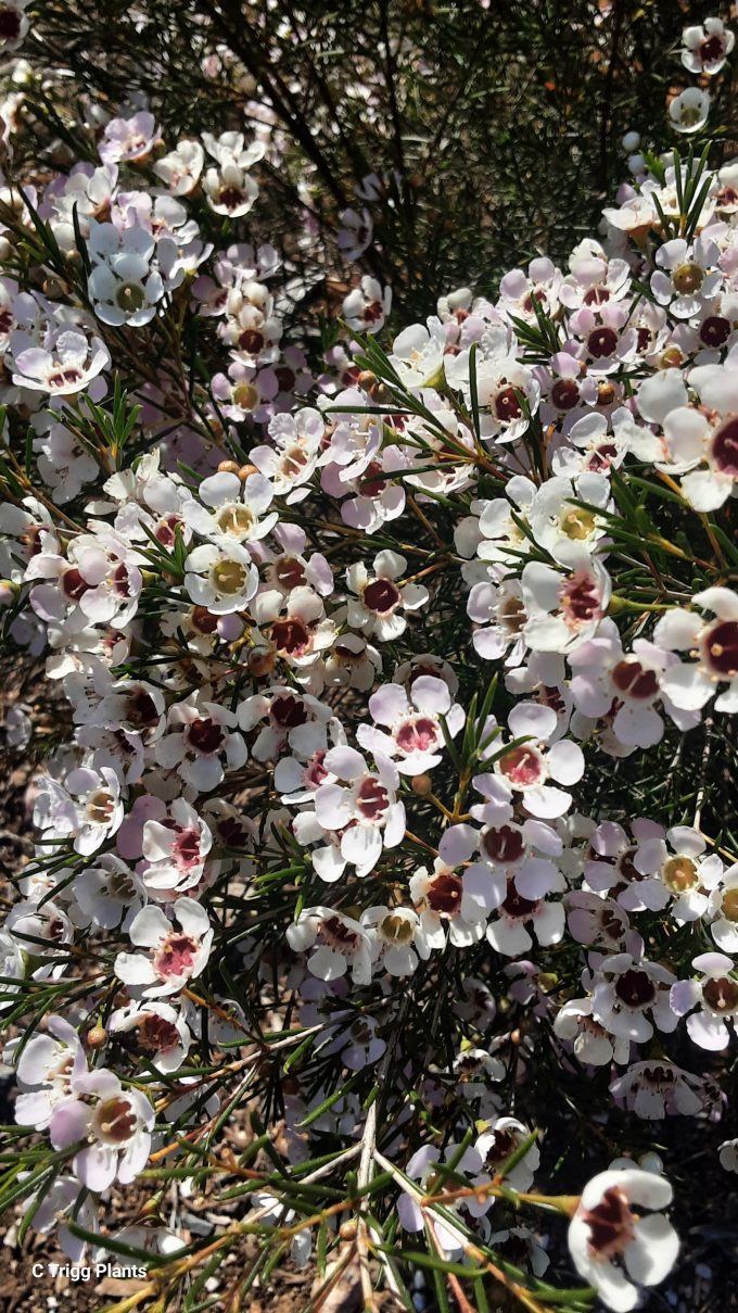 Chamelaucium uncinatum Della Australian native plant