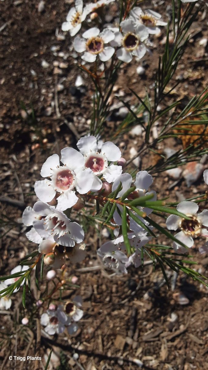 Chamelaucium uncinatum form Australian native plant