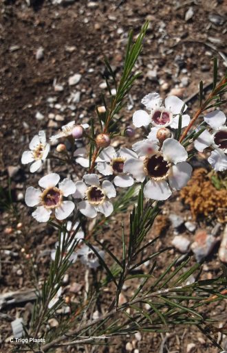 Chamelaucium uncinatum form in 50mm Forestry Tube