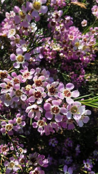 Chamelaucium Muellering Brook Pink in 50mm Forestry Tube