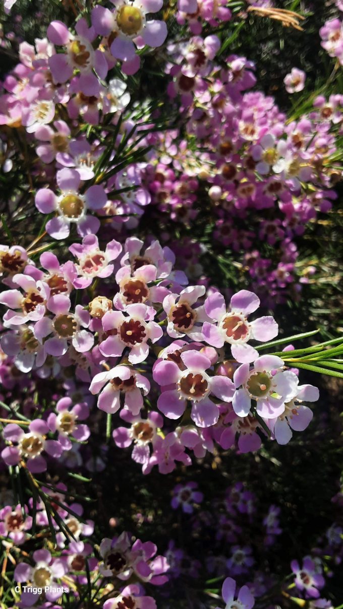 Chamelaucium Muellering Brook Pink Australian native plant