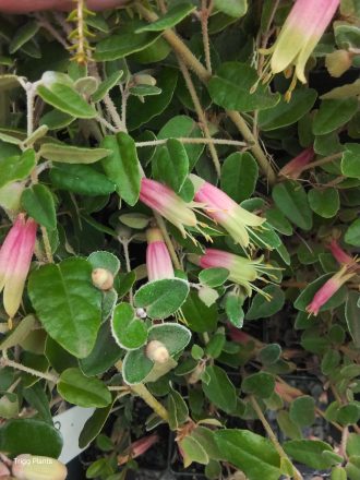 Correa reflexa form Australian native plant