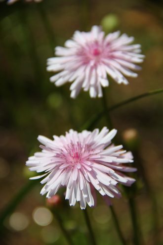 Crepis incana in 50mm Forestry Tube