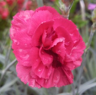 Dianthus Ruby in 68mm Super Tube