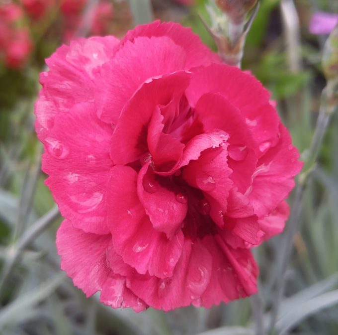 Dianthus Ruby perennial plant