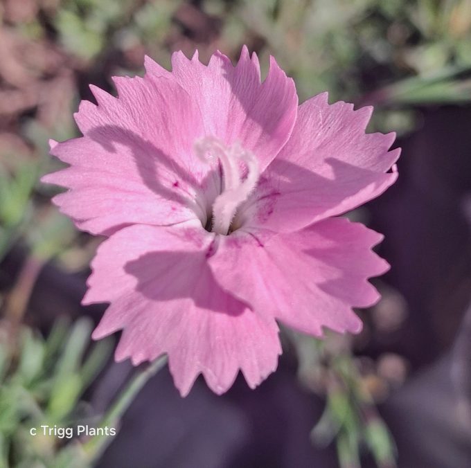 Dianthus corsicus perennial plant