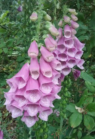 Digitalis dubia in 50mm Forestry Tube