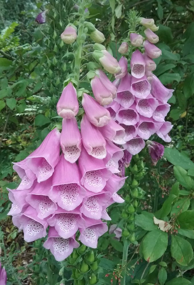 Digitalis dubia in 50mm Forestry Tube