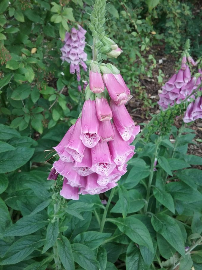 Digitalis dubia perennial plant