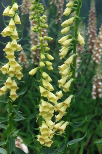 Digitalis viridiflora in 50mm Forestry Tube