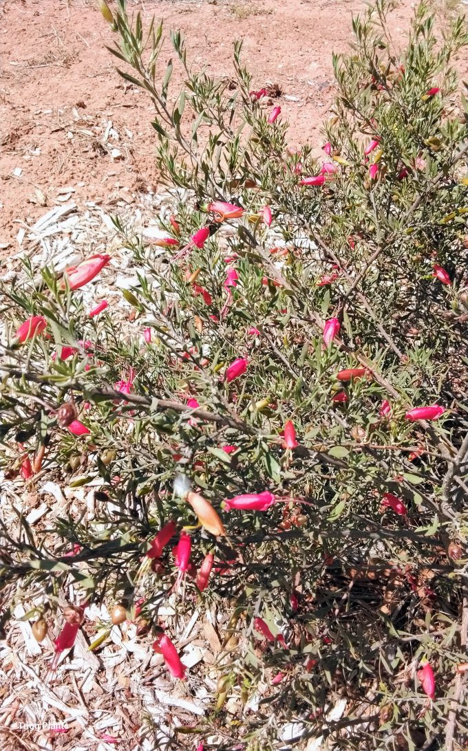 Eremophila decipiens Australian Native plant