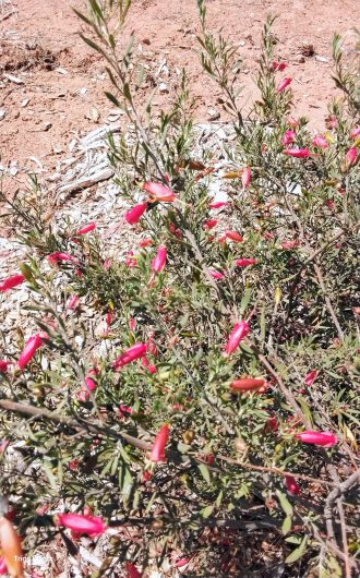 Eremophila decipiens in 59mm Forestry Tube